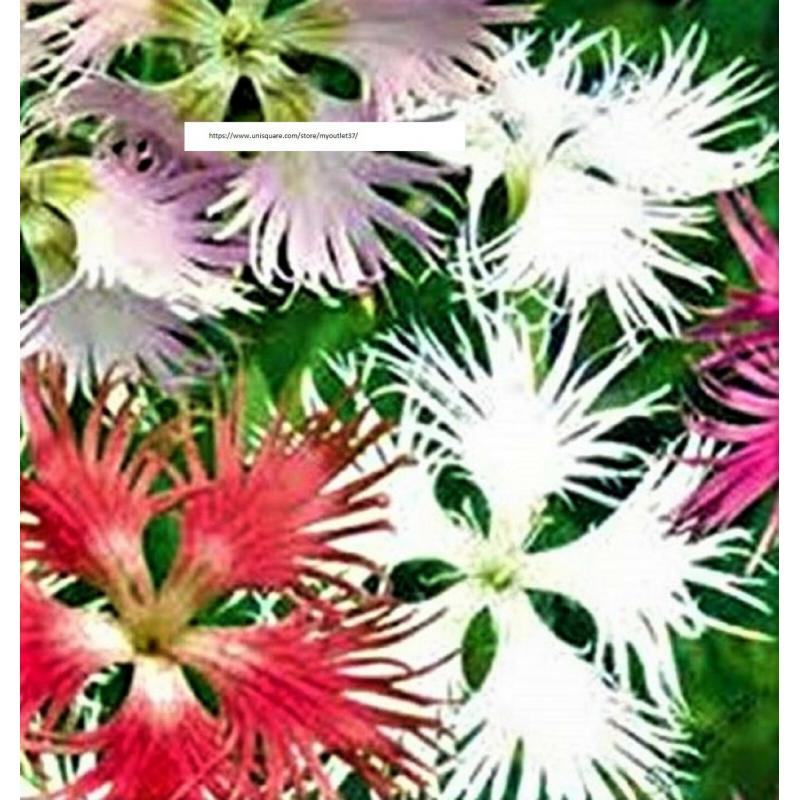 Beautiful Fringed Assorted Flower Seeds - Flower Seeds - BOGO
