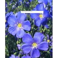 Blue Flax Seeds - Flower Seeds - BOGO