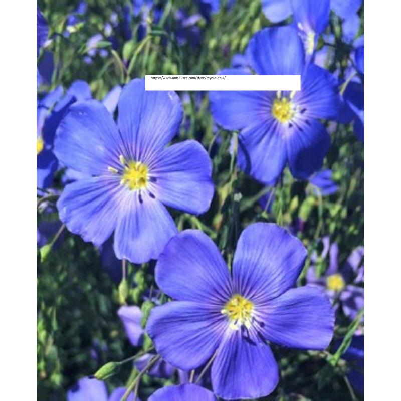 Blue Flax Seeds - Flower Seeds - BOGO