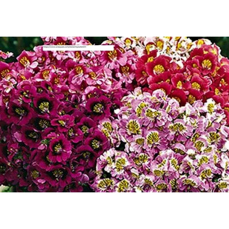 Butterfly Angel Wings - Flower Seeds - BOGO