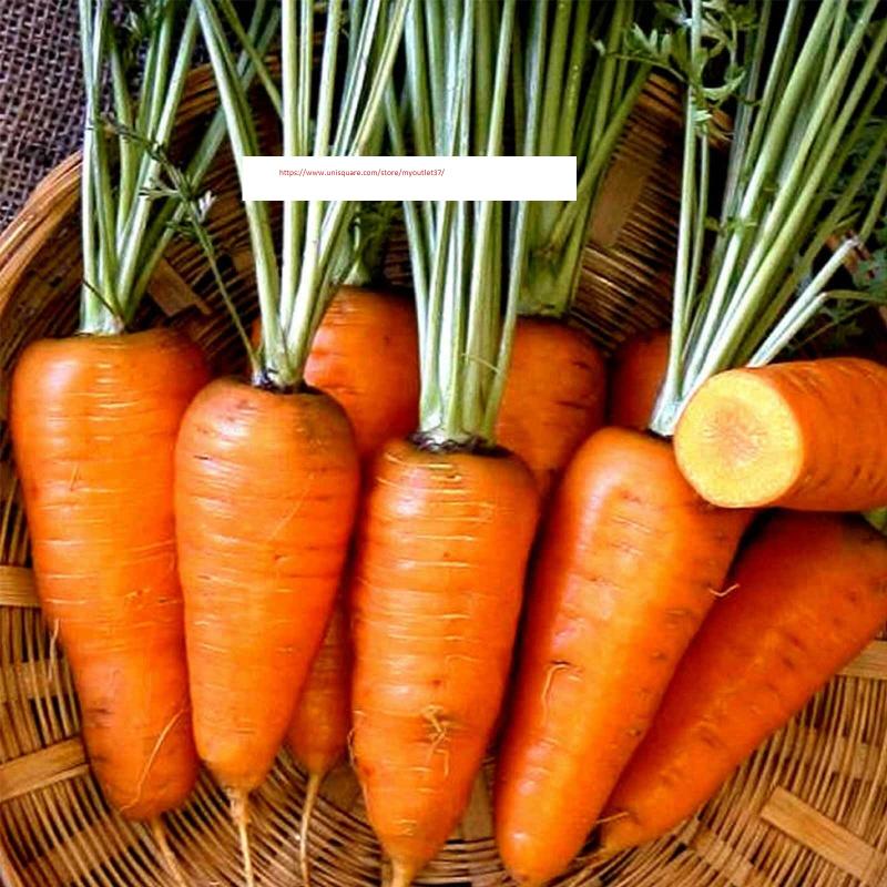 Chantenay Red Core Carrot Seeds - Vegetable Seeds - BOGO