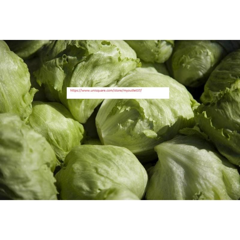 Iceberg Lettuce Seeds - NON-GMO - Vegetable Seeds - BOGO