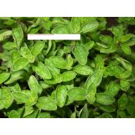 Oregano Seeds - Herb Seeds - BOGO