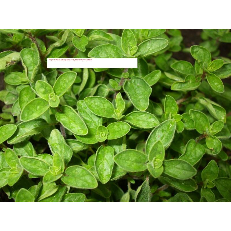Oregano Seeds - Herb Seeds - BOGO