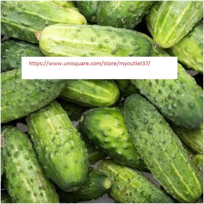 Boston Pickling Cucumber Seeds - NON-GMO - Vegetable Seeds - BOGO