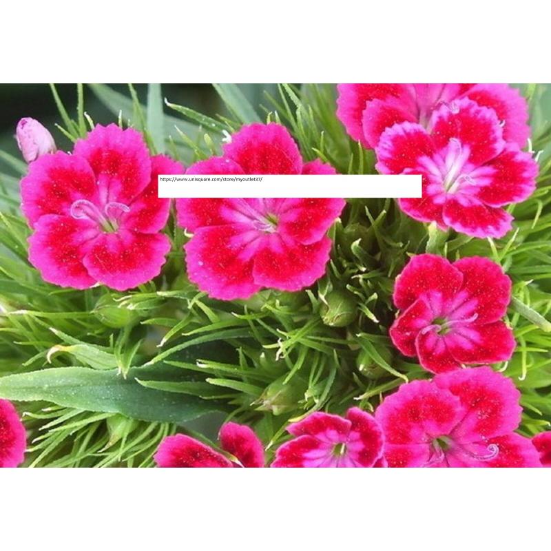 Red & Pink Virgo Sementes Terrace - Flower Seeds - BOGO