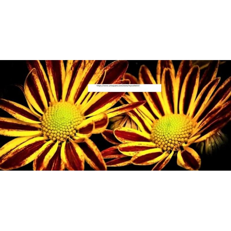 Red Yellow Chrysanthemum Seeds - Flower Seeds - BOGO