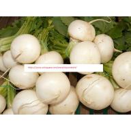 Shogoin Turnip Seeds - NON-GMO - Vegetable Seeds - BOGO