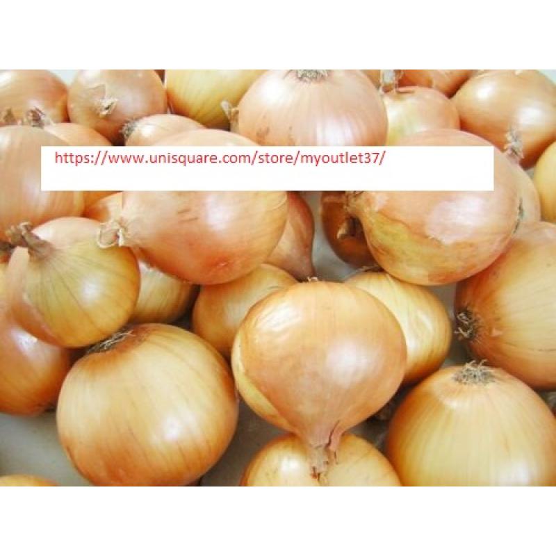 Texas Grano 502 Onion Seeds - NON-GMO - Vegetable Seeds - BOGO