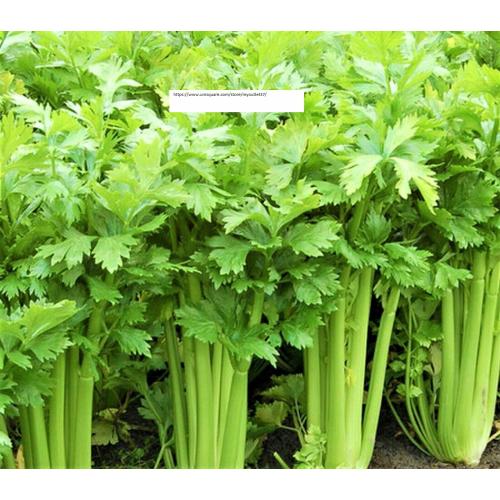 Tall Utah 52 Celery Seeds - Flower Seeds - BOGO