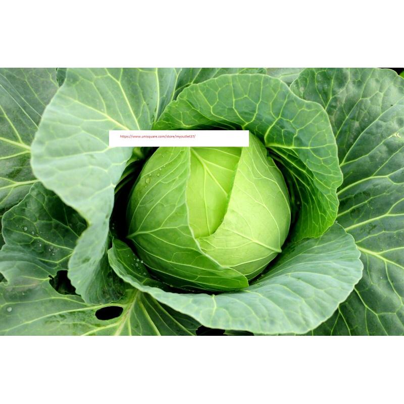 Copenhagen Cabbage Seeds - Vegetable Seeds - BOGO